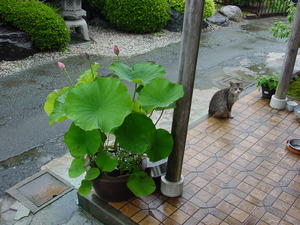 はす と ビスコ