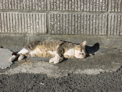 もうすぐ夕方の陽をあびて