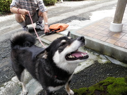 ココアちゃんがやってきたゾ