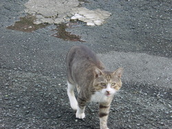 みずたまりの水はうまい