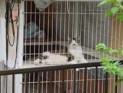 おすねこミミちゃん