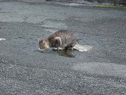 みずたまりの水はうまい