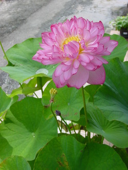 7月1日の蓮の花