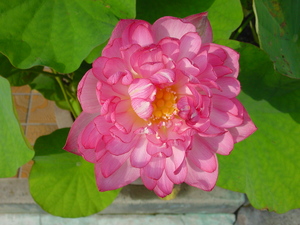 蓮の花 開花