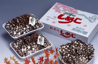 秋葉山しめじ