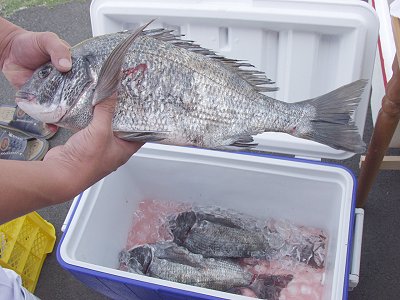 浜名湖黒鯛・釣り即食う