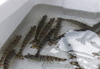 サイマキは浜名湖のご馳走!