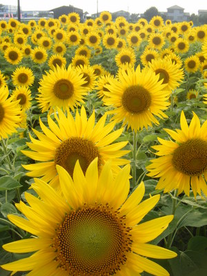 ひまわり畑の土日の様子その1(ひまわり写真のおすすめ)