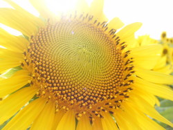 ひまわり畑の土日の様子その1(ひまわり写真のおすすめ)
