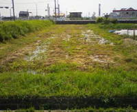 明日の種まきは雨の為、延期します。