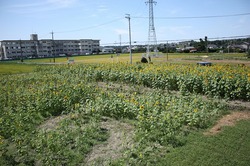 内野の畑 プレオープン