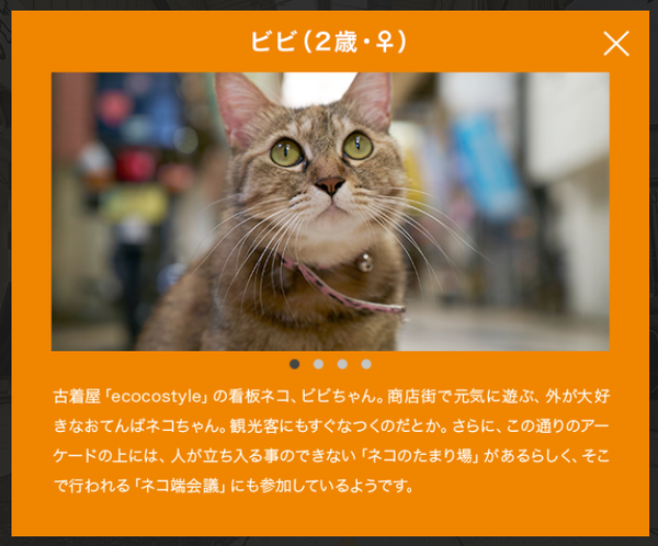 ネコ目線のストリートビューが新鮮。「広島CAT STREET VIEW」