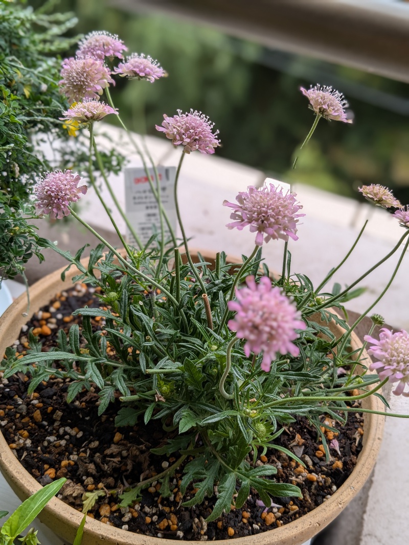 ベランダにお花がいっぱい〜♪ ベランダにお花がいっぱい〜♪