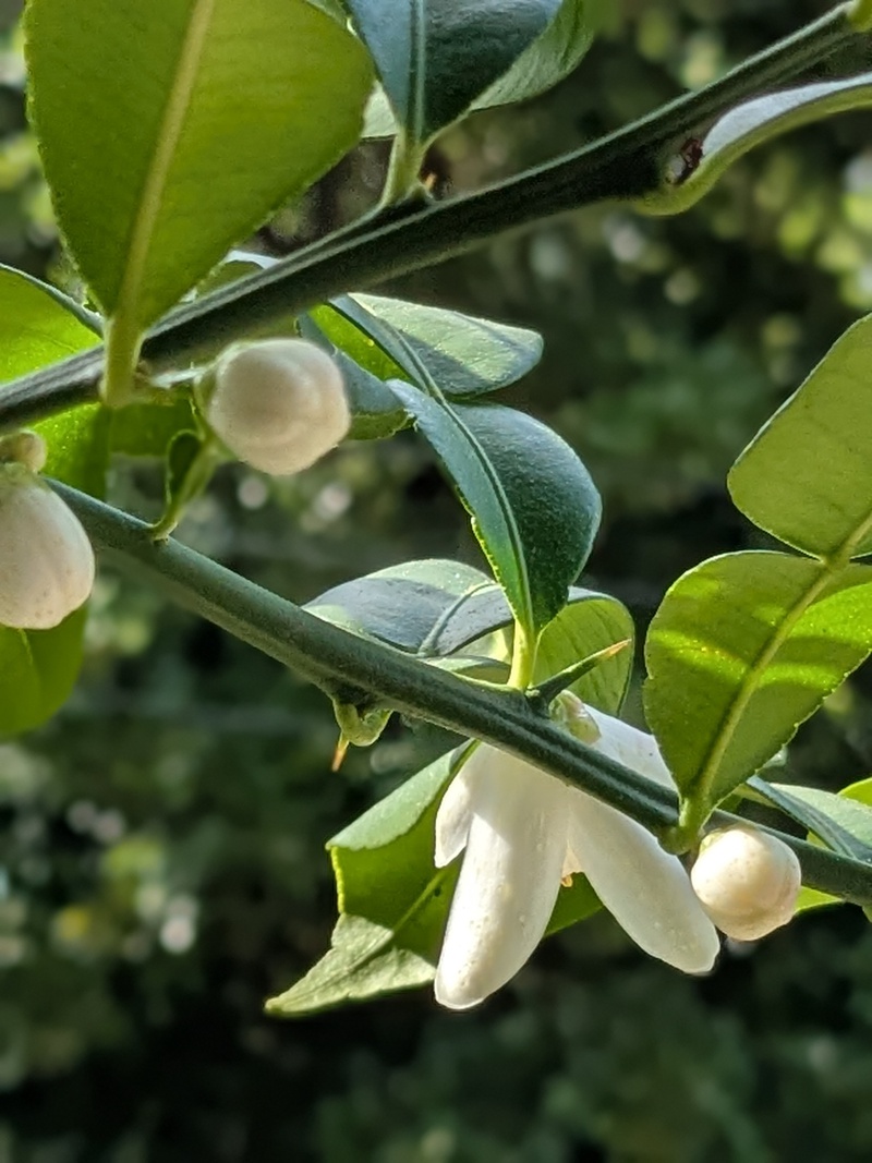 ベランダにお花がいっぱい〜♪ ベランダにお花がいっぱい〜♪