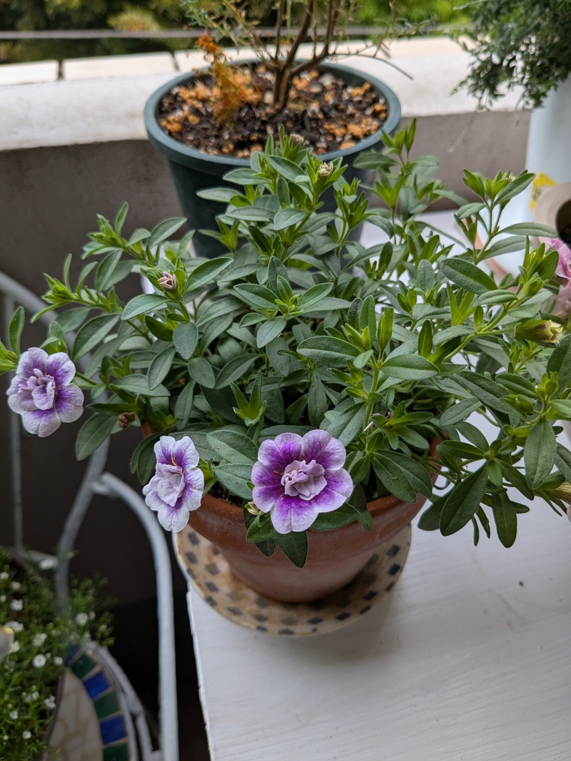 ベランダにお花がいっぱい〜♪ ベランダにお花がいっぱい〜♪