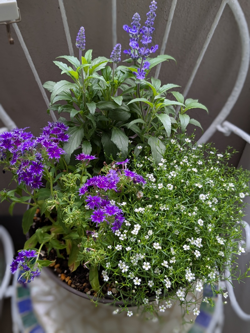 ベランダにお花がいっぱい〜♪ ベランダにお花がいっぱい〜♪