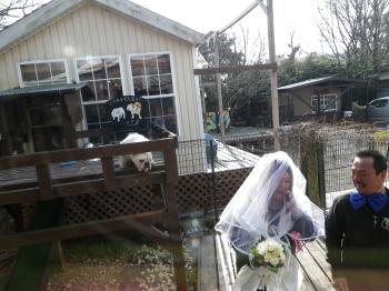 ワンコと結婚式♪