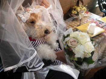 ワンコと結婚式♪