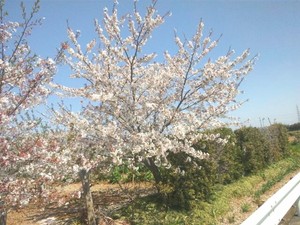 春のぽかぽか陽気。