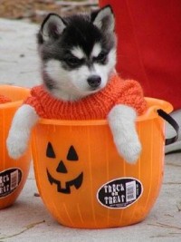 ハロウィン