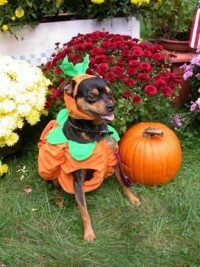 ハロウィン
