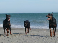 ～・海辺の犬達・～