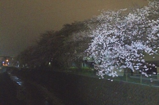 夜桜 パート2