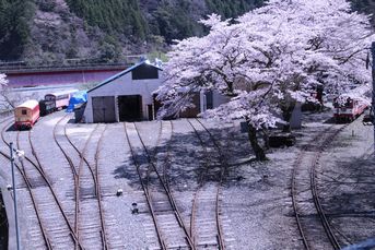川根両国駅の桜