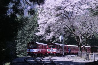 川根小山駅の桜