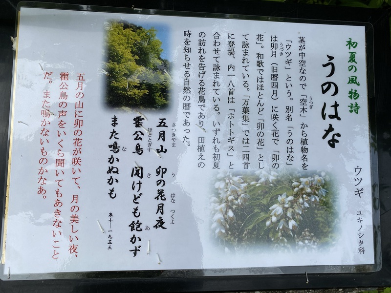 今日の花 うつぎ(卯の花) 今日の花 うつぎ(卯の花)