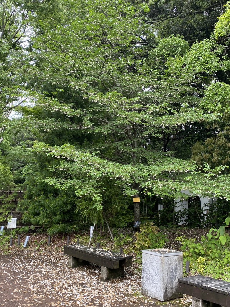 今日の花 エゴノキ 今日の花 エゴノキ