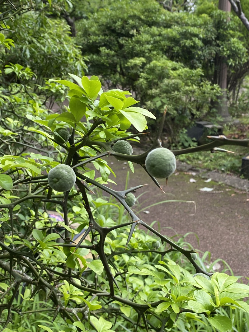 今日の植物 からたち 今日の植物 からたち