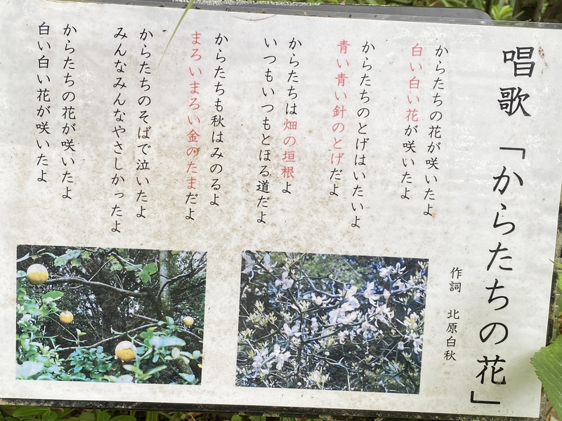 今日の植物 からたち 今日の植物 からたち