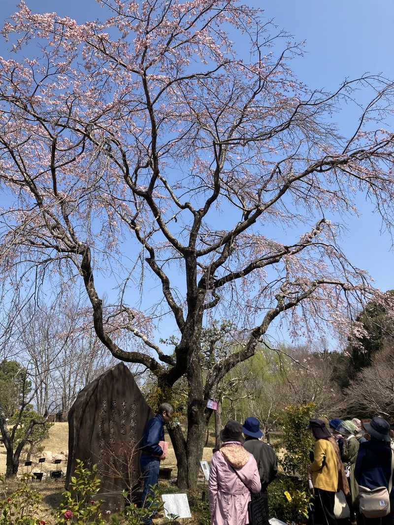 万葉の森公園の散策 万葉の森公園の散策