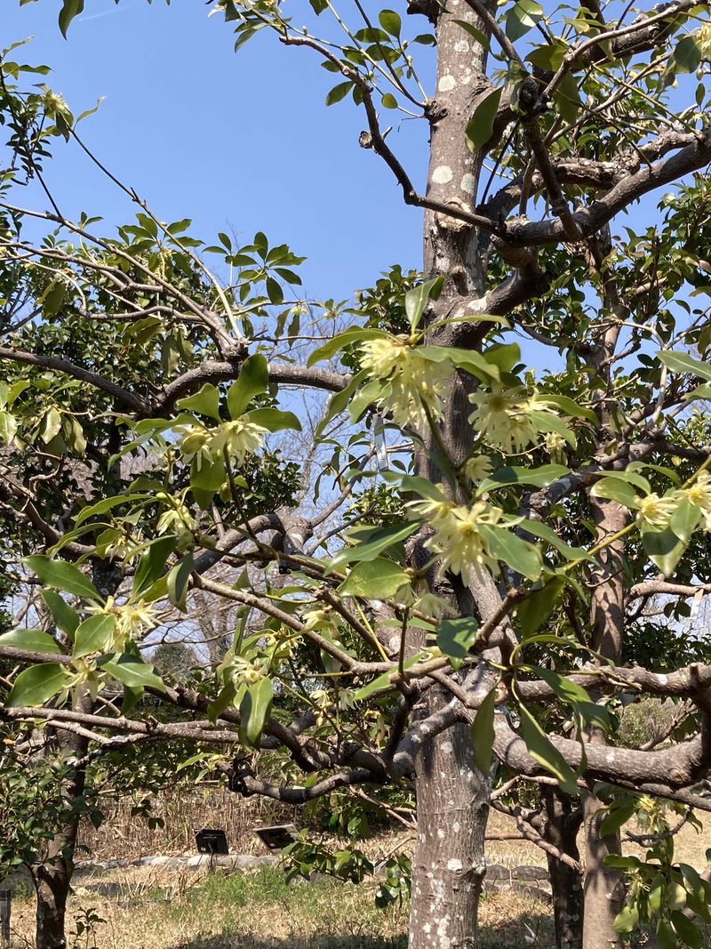 万葉の森公園の散策 万葉の森公園の散策