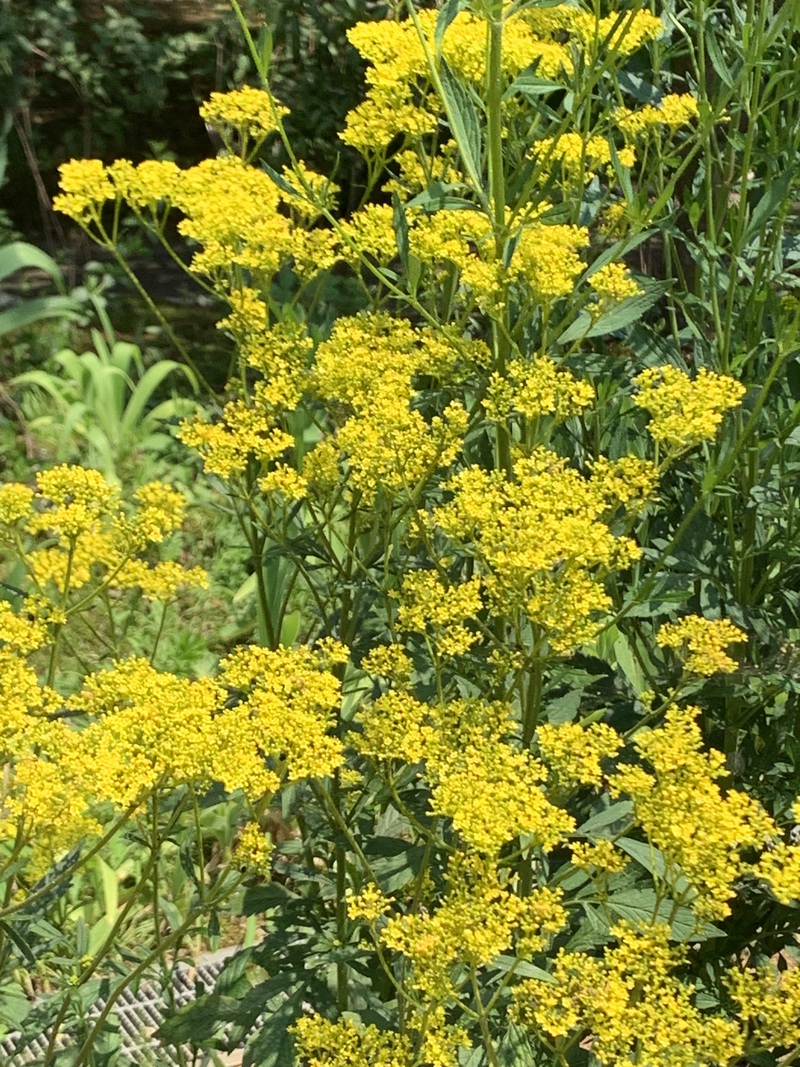 今日の花(オミナエシ) 今日の花(オミナエシ)