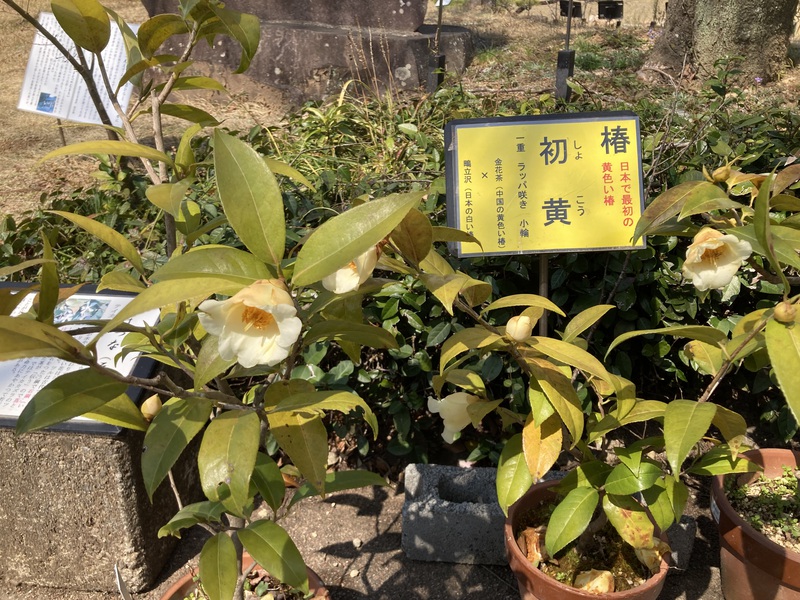 万葉の森公園の散策 万葉の森公園の散策