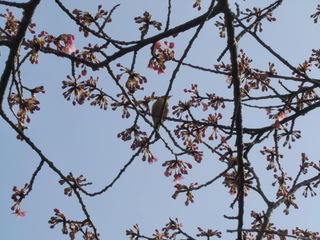 みなみの桜と河津桜