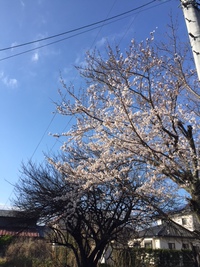桜の樹とカーポート