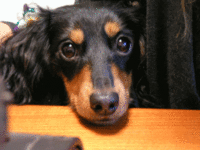 世界一の犬