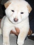 白と黒の柴犬子犬の紹介