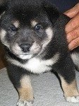 白と黒の柴犬子犬の紹介