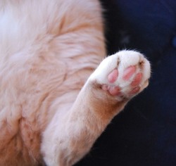 hamazoの足あと