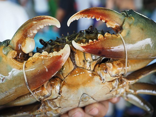 浜名湖ドウマンはトゲノコギリガザミの北限種 浜名湖・遠州灘のカニ 浜名湖ドウマンはトゲノコギリガザミの北限種 浜名湖・遠州灘のカニ