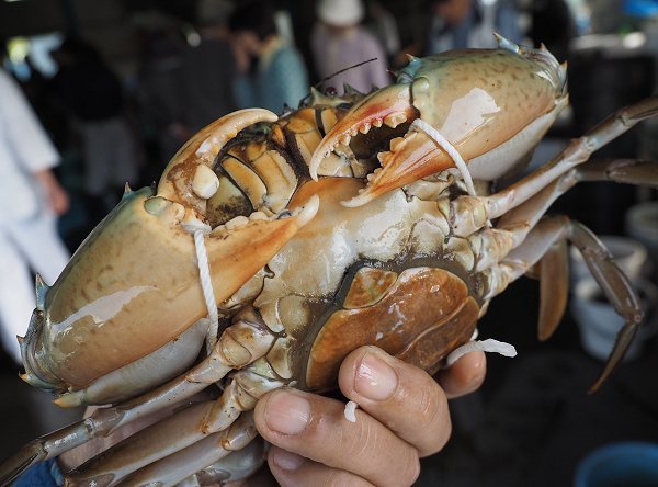 浜名湖ドウマンはトゲノコギリガザミの北限種 浜名湖・遠州灘のカニ 浜名湖ドウマンはトゲノコギリガザミの北限種 浜名湖・遠州灘のカニ