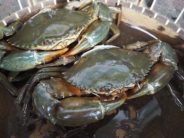 浜名湖ドウマンはトゲノコギリガザミの北限種 浜名湖・遠州灘のカニ 浜名湖ドウマンはトゲノコギリガザミの北限種 浜名湖・遠州灘のカニ