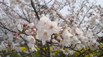 春ですねヽ(^▽^)ノ