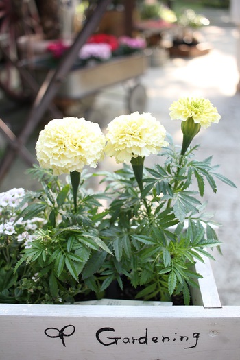 Garden Shop Ituki & アトリエいつき ★6月8日(土) ふくろい宿 de 花マルシェ Garden Shop Ituki & アトリエいつき ★6月8日(土) ふくろい宿 de 花マルシェ