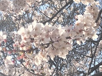 春の花が次々色づく楽しさ♪18：30~体軸アップヨガお待ちしています(^^♪