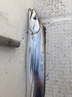 釣り納め2018の話 釣り納め2018の話